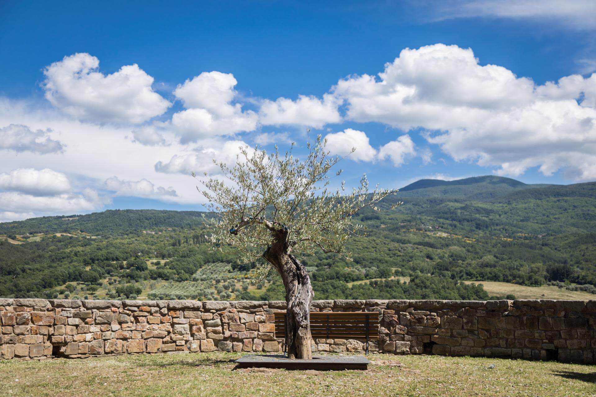 Olivo-del-Cisternone-Seggiano-Amiata-Toscana-7283-1920x1280