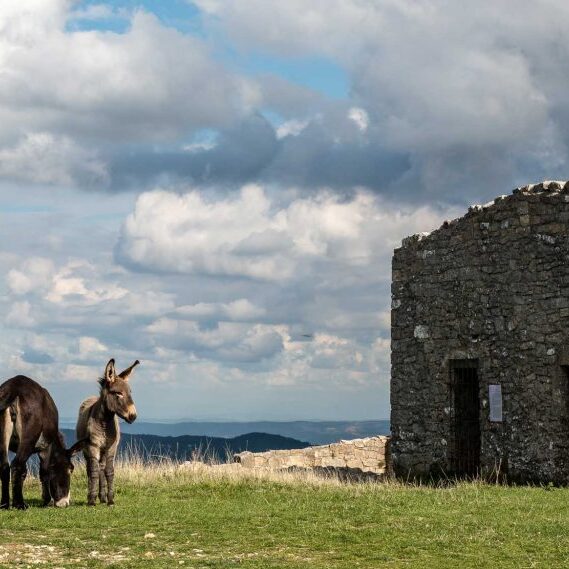 Asini-amiatini-monte-labbro-arcidosso-amiata-shutterstock