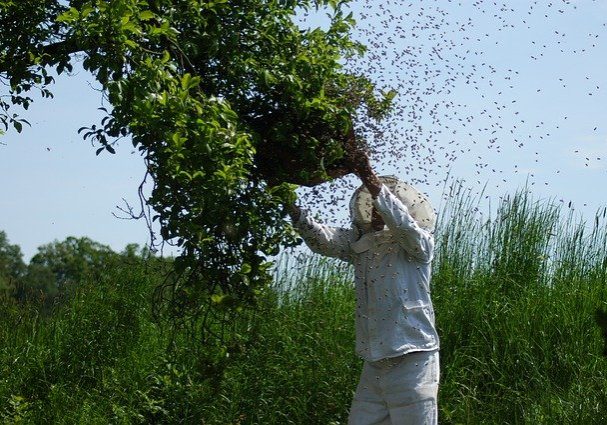 Azienda-apicultura-Pagliola-amiata